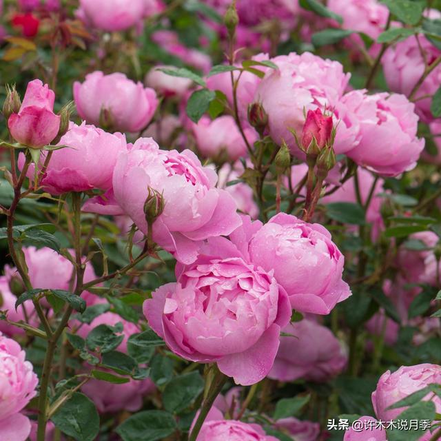 Thecastle.城堡网名，Thecastle.城堡（奥斯汀官方推荐月季品种）