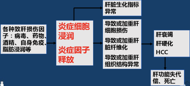 博落回的功效与作用，博落回有什么功效（博落回的性状与作用如何？其用法与用量怎样）