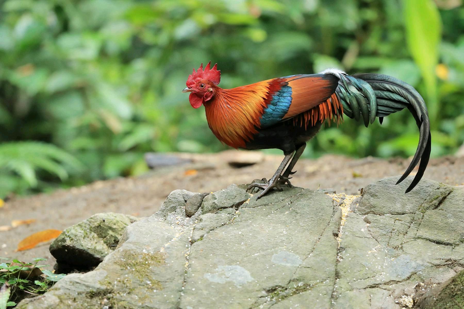 只是相比于家鸡而言,红原鸡的个头更小,叫声不如家鸡清脆.