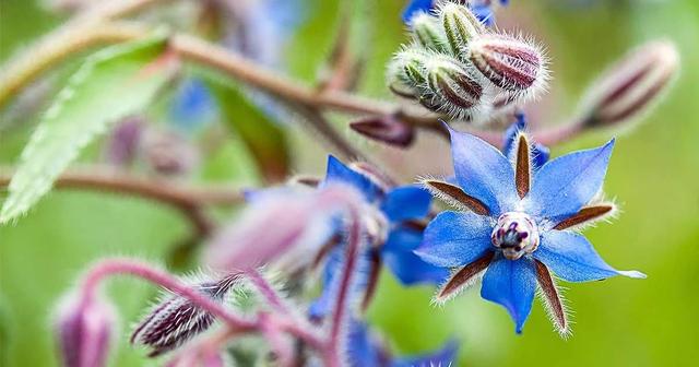 一种养殖琉璃苣的方法，琉璃苣的养殖方法和注意事项（买点种子种花盆里都能生长）