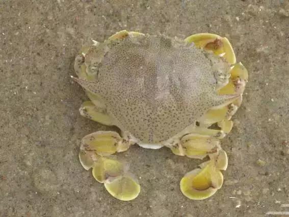 请问清炸小扒皮鱼的做法，炸小剥皮鱼的做法大全（今后再也不怕不认识海鲜了）