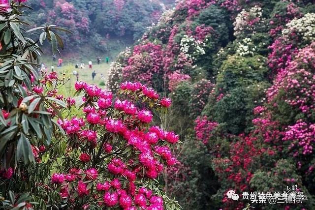 真正的龙眉图片，哪种眉毛是富贵眉毛（贵州旅游攻略之地球上的彩带——花的海洋百里杜鹃）