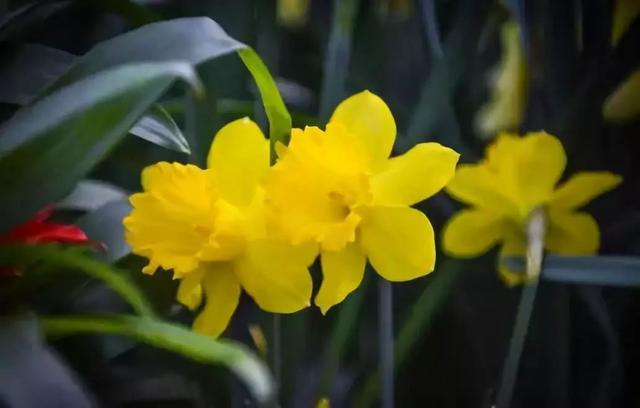 各种花的花语，各种花的花语爱情（史上最全花语大全）