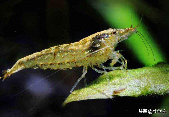 如何养黑壳虾要养水草吗，黑壳虾能在海水养吗（黑壳虾改良的个体身价翻倍）