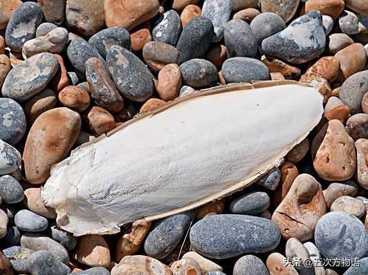 乌贼就是章鱼吗 乌贼并不是章鱼，乌贼就是章鱼吗（青岛常吃的乌贼，你都认识吗）