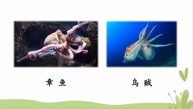 海底有哪些丰富的物产，海底有哪些丰富的物产和特征（部编版三年级下册第23课《海底世界》图文讲解）