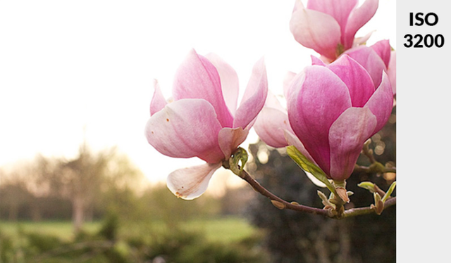 iso是什么意思，iso认证费用一般是多少（通过4步骤告诉你什么是ISO）