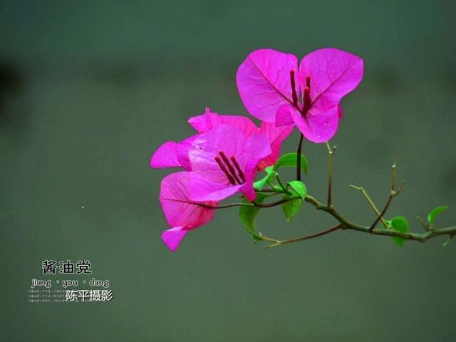 海南省花叫什么花，海南省花——三角梅