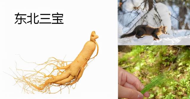 怎样区分山参，怎样区分山参和洋参（为什么野生人参远超黄金）