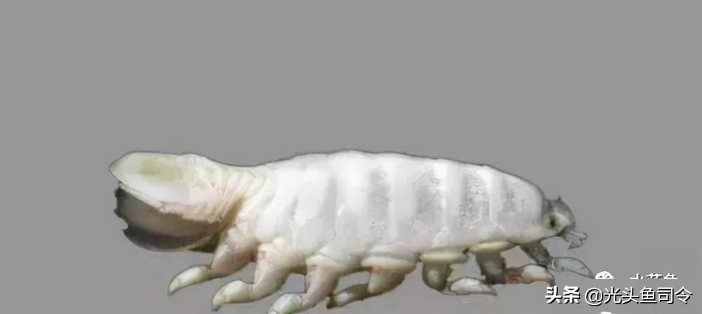 鱼生寄生虫(顺德鱼生寄生虫)