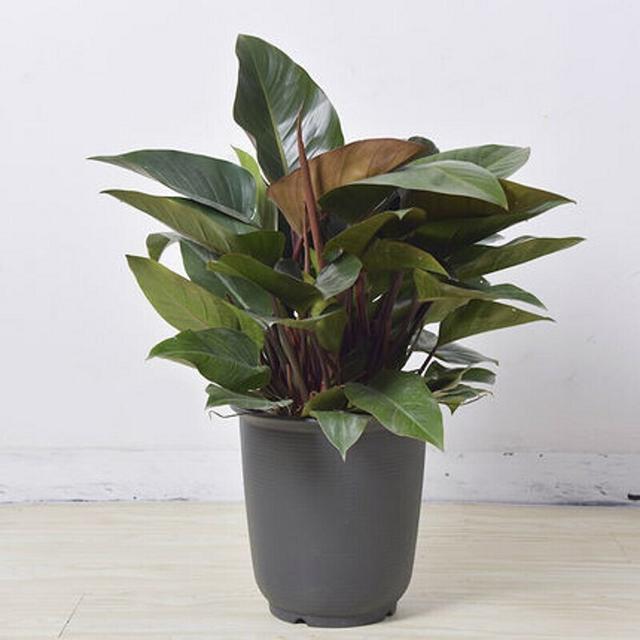 适合家里养的32种花，家里养什么花好（”家居盆花100种）