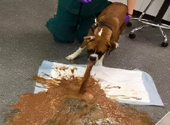 木糖醇的危害，木糖醇的功效与副作用（狗狗偷吃蛋糕后身亡）