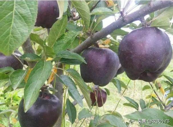 黑钻苹果一亩地产多少斤，黑钻苹果树苗多少钱一颗（如何种植好黑钻苹果）