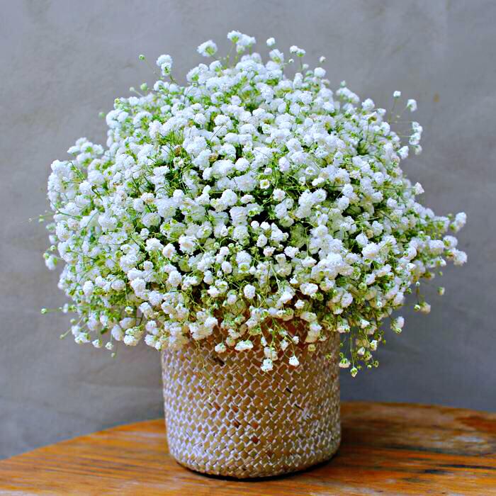 清新脱俗满天星(满天星花的样子) - 彝家农业网