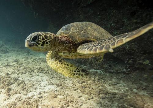 海龟是两栖动物吗，海龟是不是两栖动物（海龟历史久活得还久）