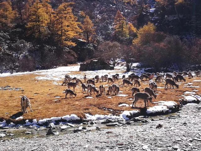 稻城海拔是多少，稻城海拔多少米会有高原反应吗有老虎吗（为什么有些游客说不去后悔一生）
