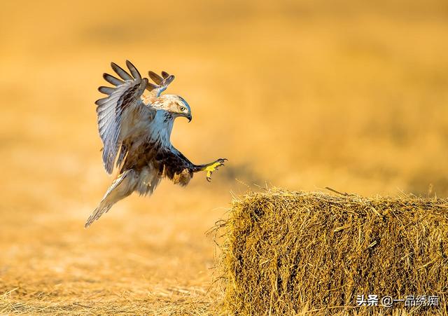 一个东一个鸟怎么读，一个东一个鸟怎么念（见过好多鸟名生僻字）