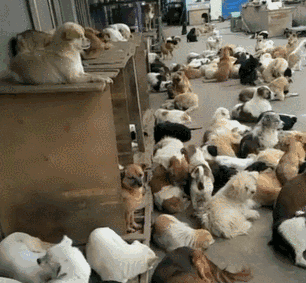 办狗证有什么用，狗狗办了狗证有什么用（狗狗或面临被“处死”风险）