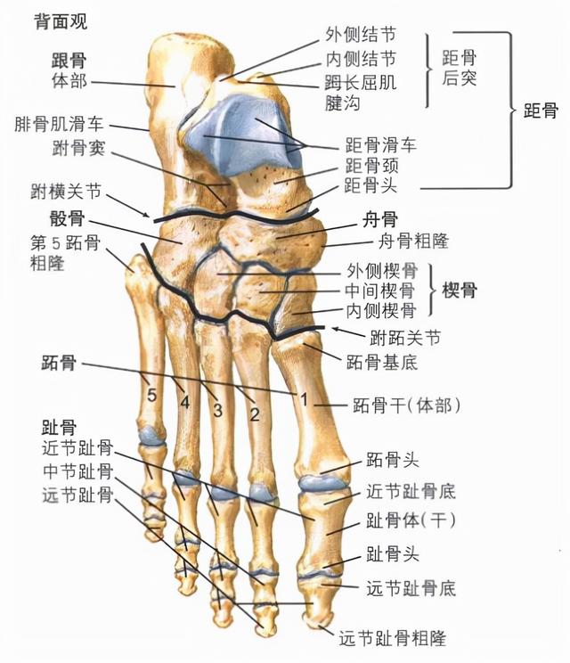 义肢和假肢有哪些不同，假腿为什么叫义肢（下肢截肢的类型及适用的假肢）