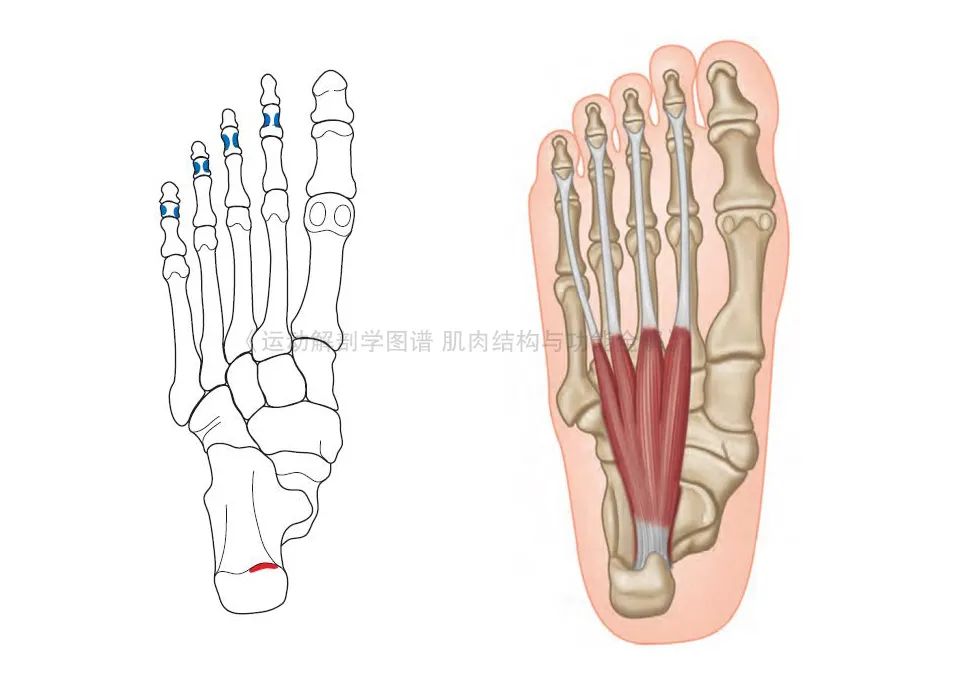 脚的各个部位详细图（足部肌肉解剖图解及展示）