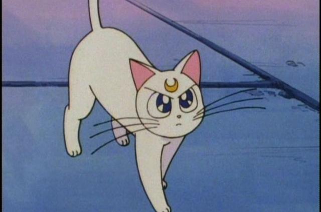 汤姆猫的各种问号，微信头像，汤姆猫的各种问号（动漫界最著名的十只猫）