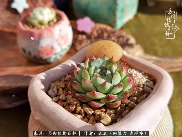 雪候鸟是什么意思，雪候鸟歌词表达什么意思（多肉于我从来不是锦上添花）