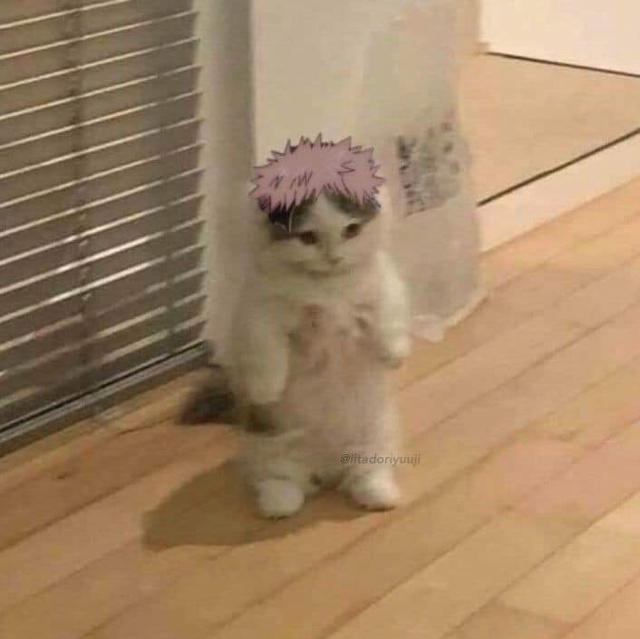 加菲猫图片卡通，一组加菲猫头像‖成年人也只是过期了的小盆友呀.微信（橘猫形态两面宿傩）