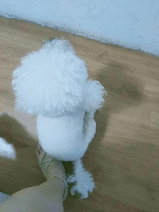 虎头蛇尾是什么意思，虎头蛇尾的意思（虎头蛇尾的意思和故事）