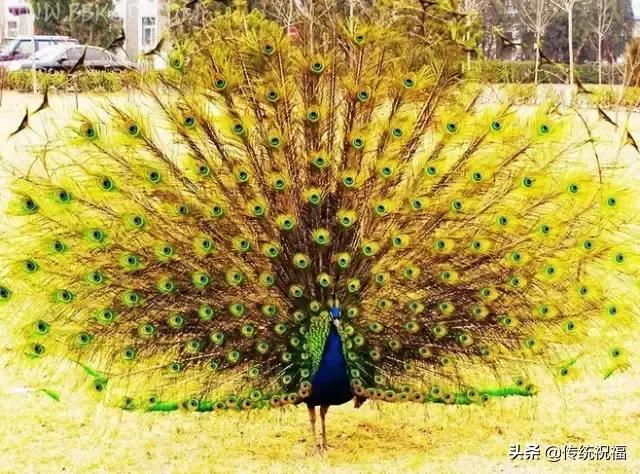 为什么雄性白孔雀也会开屏，孔雀开屏都是雄的吗（白孔雀开屏，太美了）