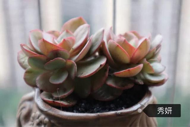 丸叶松绿怎么养，丸叶松绿的叶子可用来繁殖吗（养多肉，记名字，预防老年痴呆）