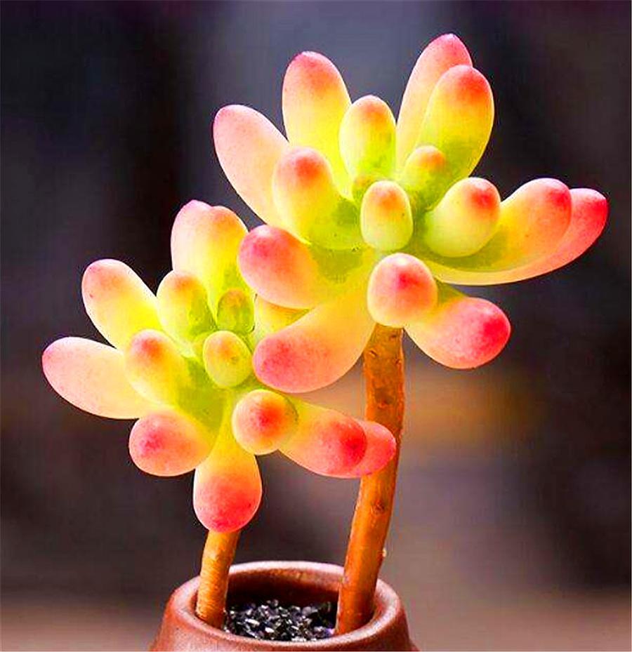 养多肉乙女心,就是要宠着它,做好"3个多",晶莹透明颜色亮