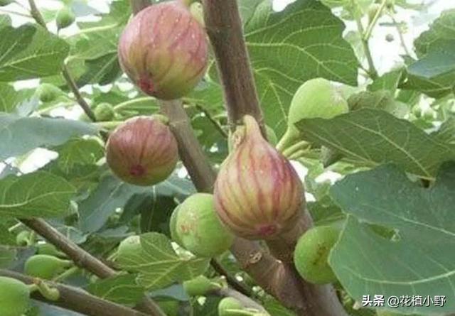 无花果怎样种，无花果到底开花吗（无花果是什么样子）