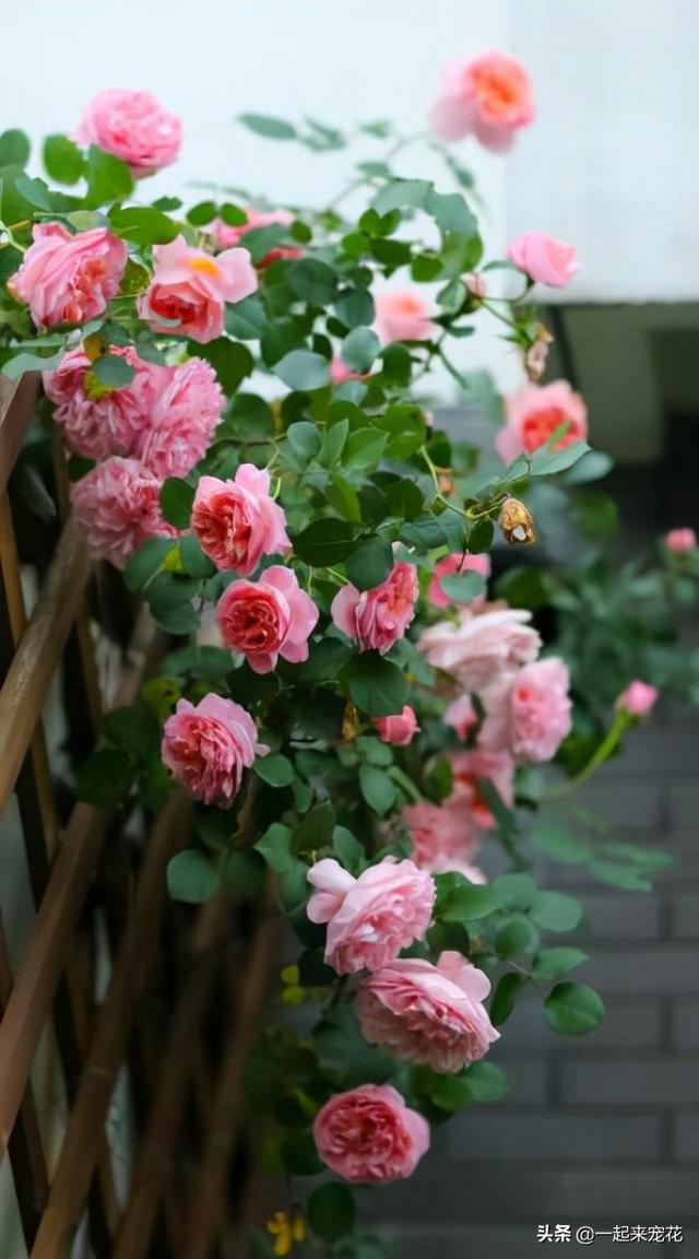 月季花有几种颜色，月季花是什么颜色（盘点10款经典的月季花）