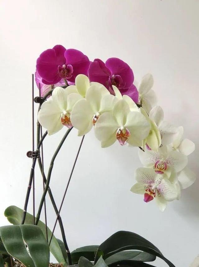 鸟尾花的繁育管理，鸟尾花 花期（30种耐阴花）