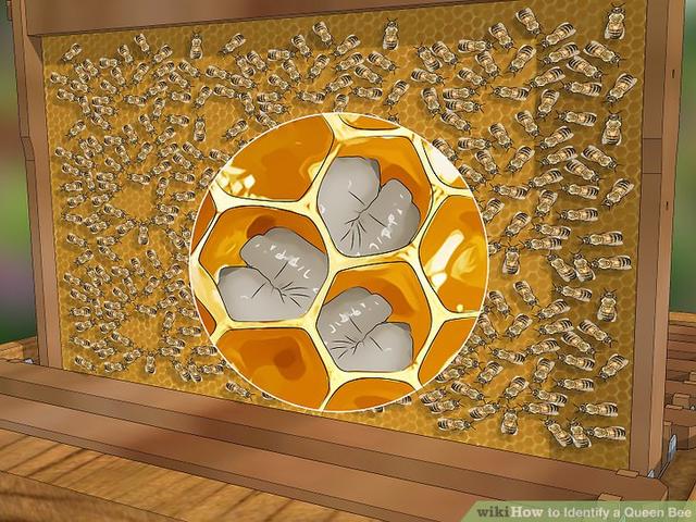 蜜蜂有什么特点，蜜蜂的特点是什么（图示4种巧妙小方法）