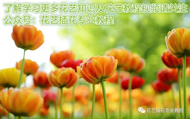 金色郁金香花语和寓意，郁金香花语和寓意金香（不同颜色的郁金香适合送给哪些人）