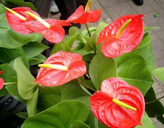 红掌有哪些品种，红掌有哪些品种名称（红掌品种图片大全）