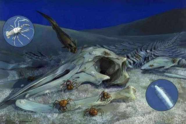 鲸落，鲸落唯美图片（鲸鱼的死亡，是馈赠还是噩梦）