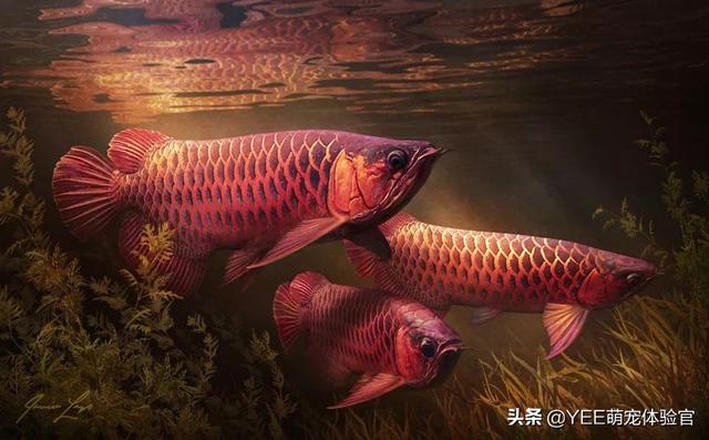 火龙鱼怎么养，火龙鱼怎么养视频（有故事的观赏鱼）