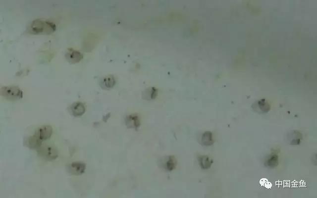 繁殖金鱼方法，有这几个注意事项需特别关注