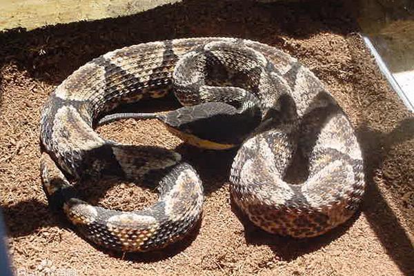 中国十大毒蛇排名(看看中国最毒的蛇是什么蛇?) - 生活 - 爱宁信息网