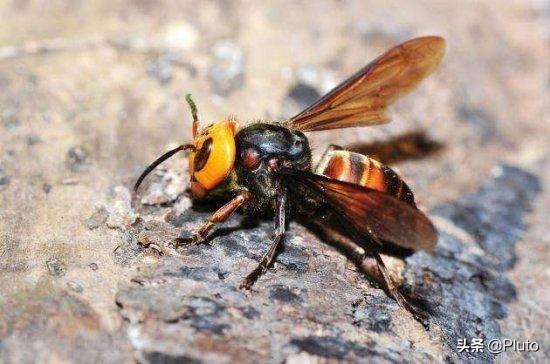 4种常见的可怕昆虫，世界上最毒的十大昆虫