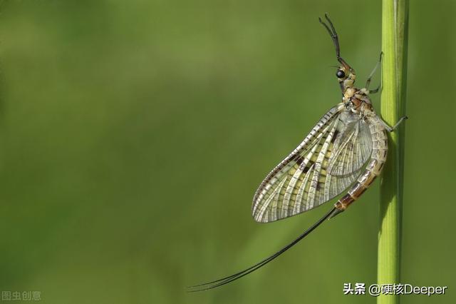 蜉蝣的寓意，蜉蝣是什么动物（河南洪水过后惊现蜉蝣遮天）