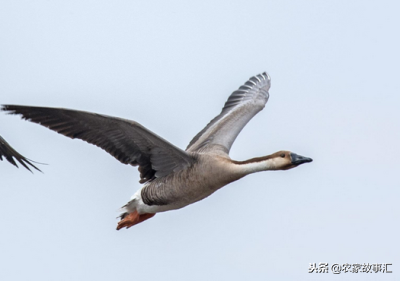 大雁塔的历史故事，大雁塔的来历（民间故事：大雁塔的由来）