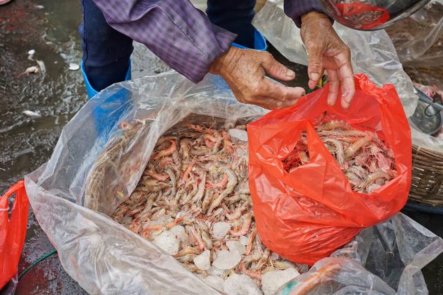 象拔蚌多少钱一斤，把象拔蚌立着自己坐上去视频（爬爬虾45元、生蚝2.5元、贝壳1元）