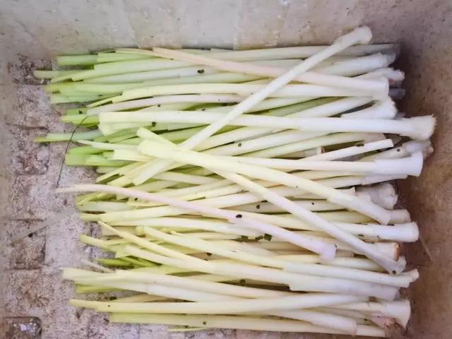 浦儿菜又叫什么菜，蒲菜是什么菜（已经有2000年历史）