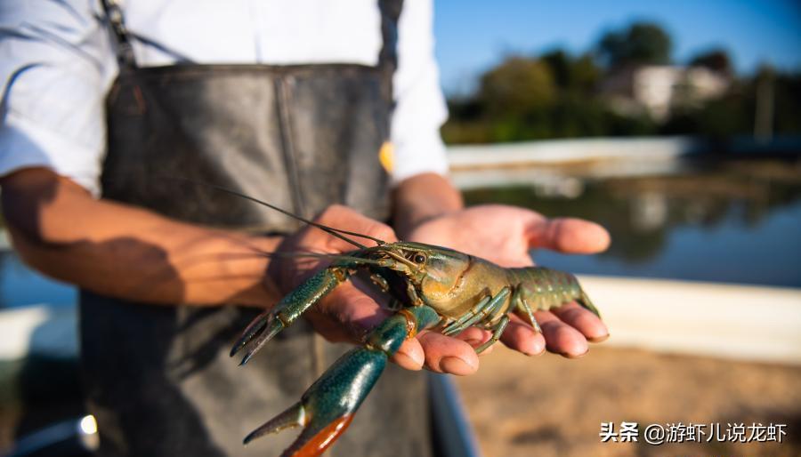 澳洲小龙虾风靡全球，鲜美口感引爆餐桌热潮，成为近年最受欢迎的海鲜新宠