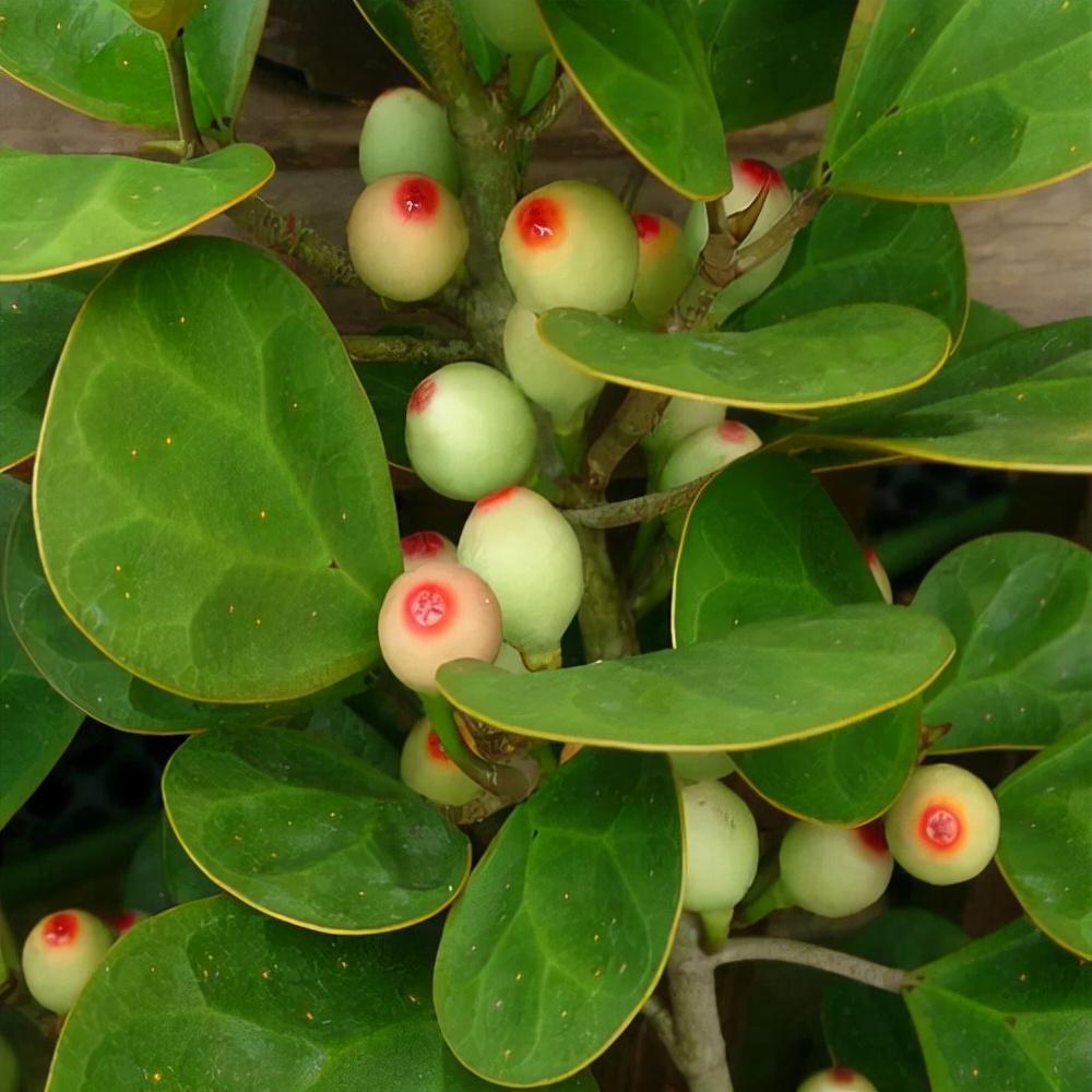 菩提树的栽培:每两年换一次盆,菩提树的栽培与管理(家里养盆小菩提