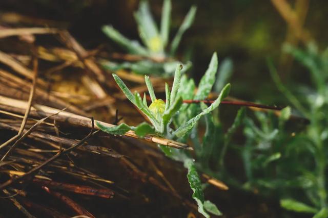 水菊(水菊草),吃一口黄花粑粑你就知道了(菊水是什么) 水菊(水菊草),吃一口黄花粑粑你就知道了(菊水是什么)