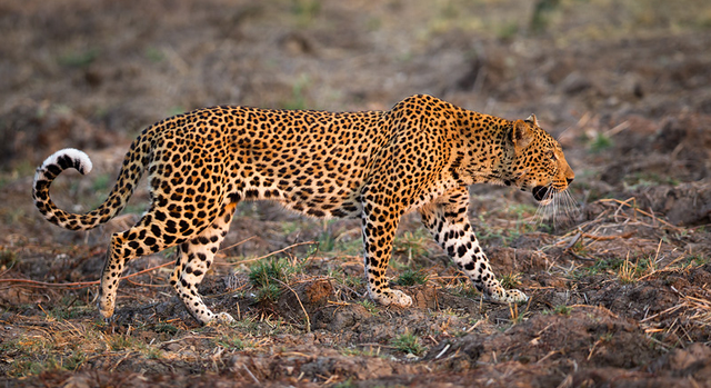 猎豹和花豹的区别，为什么猎豹不是豹（教你分辨雄豹与雌豹）